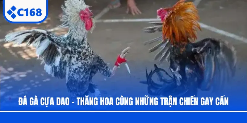 Đá Gà Cựa Dao - Thăng Hoa Cùng Những Trận Chiến Gay Cấn